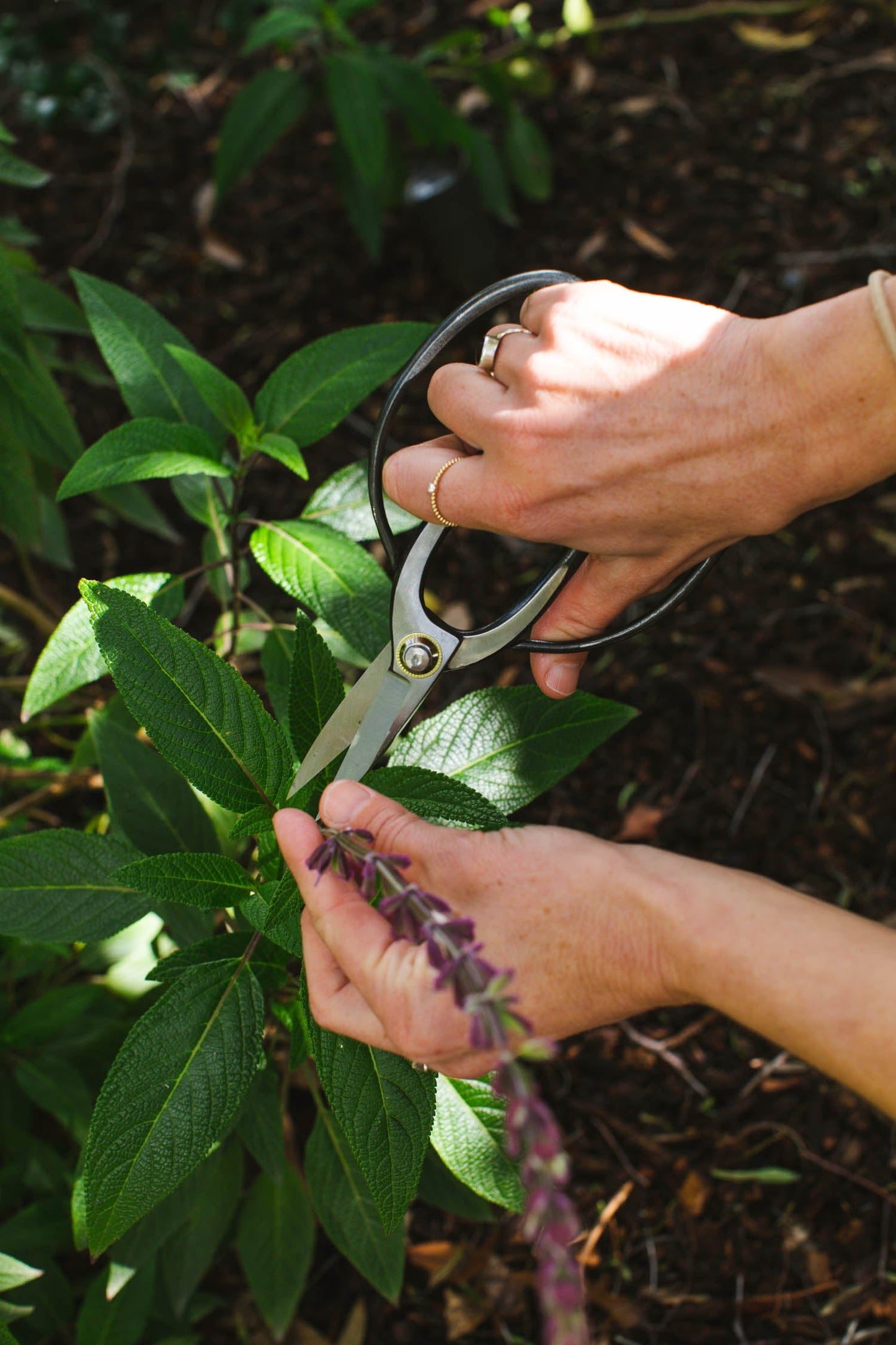 Flower Shears